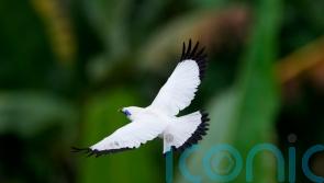Bird sellers help endangered mynah make a comeback in Bali