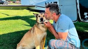 Iditarod sled dog found months after disappearing from checkpoint