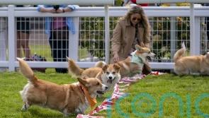 Dogs take part in ‘corgi derby’ at racecourse for Queen’s Platinum Jubilee