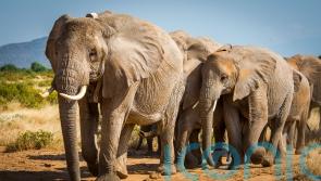 UK ban on trade of ivory takes effect in ‘conservation victory’ for elephants