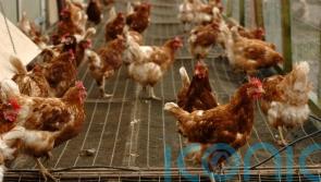 Research reveals when and how chickens were domesticated