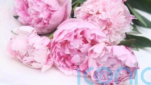Peonies, sweet peas and roses: How to display your cut flowers