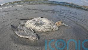 Scottish Government urged to act over rising seabird deaths