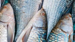 Eating two portions of fish per week ‘linked to malignant melanoma’