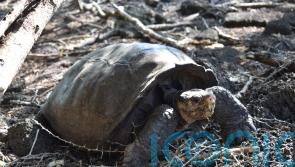 Meet Fernanda the giant tortoise from a species believed extinct a century ago