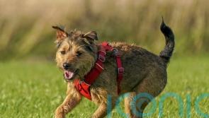 REVEALED: What makes dogs man’s best friend