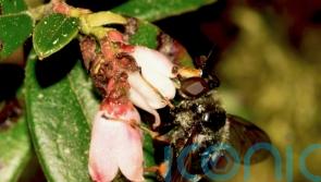 Endangered adult pine hoverfly spotted in wild for first time in years