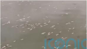 Thousands of dead fish spotted floating in Glasgow pond