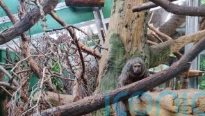 Study explores animals’ reaction to ‘primate version’ of Spotify and Netflix