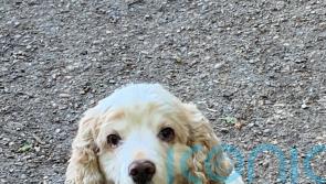 Animal lover who is “like a guide dog” to her old spaniel as cataracts make her so blind she falls in a lake praises vet who restores pet’s sight