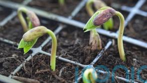 What veg can you still sow and grow in the warmer months?