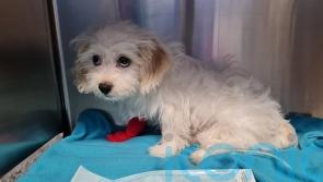 Puppy has emergency surgery after swallowing 20 coins from owner’s purse