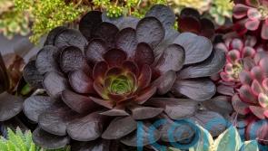 How to create a stunning display of succulents in your garden this summer