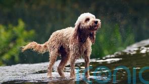 Charities issue warning for animals ahead of hot weather
