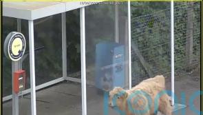 Young bull joins passengers on train platform in Glasgow
