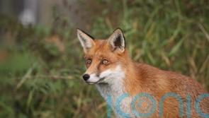Animal welfare groups warn of loopholes in fox hunting legislation