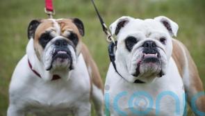 English bulldogs ‘much less healthy than other dogs due to breed traits’