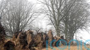Woodland creation target missed due to damage caused by winter storms