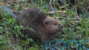 Beaver dams cut flood risk on Cornish site, say researchers