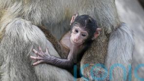 Blair Drummond welcomes new baby macaque