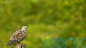 Turtle dove numbers plummet 98% to just 2,100 pairs, national survey shows