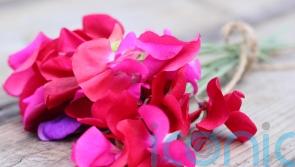 Which flowers should you be cutting in your garden?