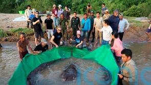 Cambodian catches world’s largest recorded freshwater fish