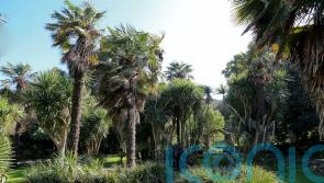 Palm trees aren’t just for the tropics – how to grow them at home