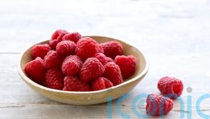 Warm spring means bigger and sweeter raspberries at start of season