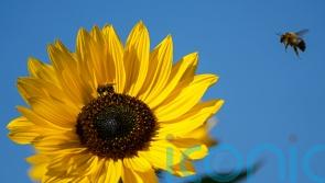 EU Commission proposes cutting pesticides by half by 2030