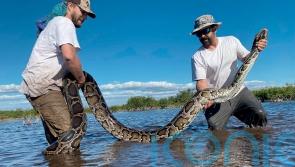 Florida wildlife team hauls in 18-foot Burmese python