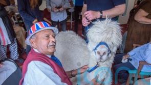 Smiles all round as alpacas surprise residents at Leicester care home