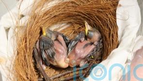 Zookeepers save endangered baby birds by hand-feeding them 12 times a day