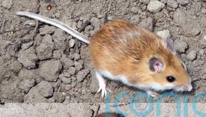 More powerful vacuum cleaners could limit mice numbers in Parliament – minister