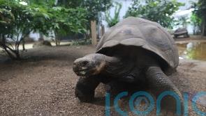 Tortoises can slow down ageing process, study suggests