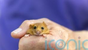 Dozens of hazel dormice released to create ‘northern stronghold’ for the species