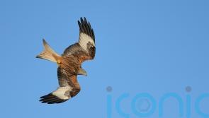 Red kite chicks head for Spain as UK returns favour for reintroduction scheme