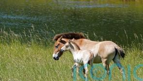 Rare Przewalski’s foal named Basil born at zoo