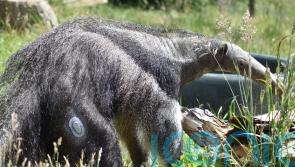 Giant anteater diagnosed with type 1 diabetes at zoo