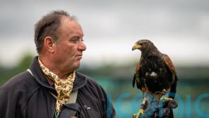 Wimbledon hawk trainer was told to ‘get a proper job’ in early days
