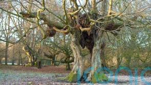 Two million ancient and veteran trees across England, study estimates