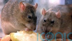 Testing on live animals increased by 6%, new data suggests