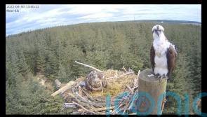 Wildlife lovers hail ‘perfect’ pair of ospreys