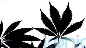 Adolescents more vulnerable to cannabis addiction than adults, study suggests