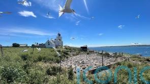 Bird flu could have a ‘devastating impact’ on UK’s seabirds, RSPB warns