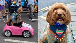 Dogs don rainbow wings, bandanas, and drive hot pink mini cars at London Pride