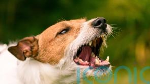 Posties suffered more than 1,600 dog attacks last year, says Royal Mail