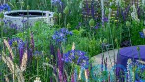 Which flowers last the longest in summer gardens?