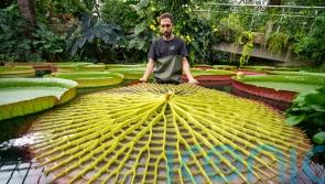 New giant waterlily and ‘botanical wonder of the world’ discovered in Kew