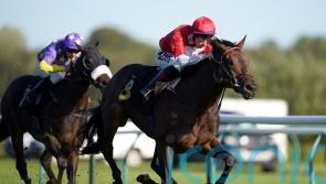 Rogue Bear up for the Cup at York this weekend